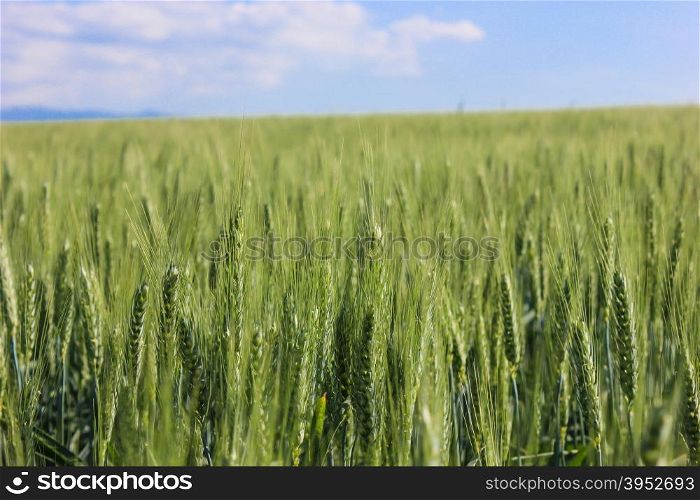 landscape wheat fields on a sunny summer day
