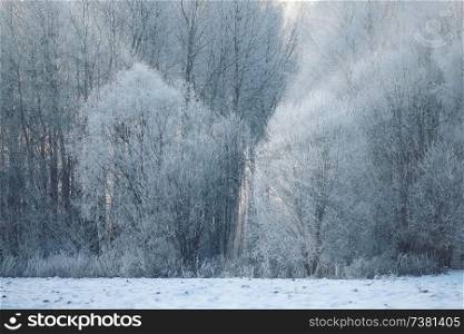 landscape winter forest in hoarfrost background