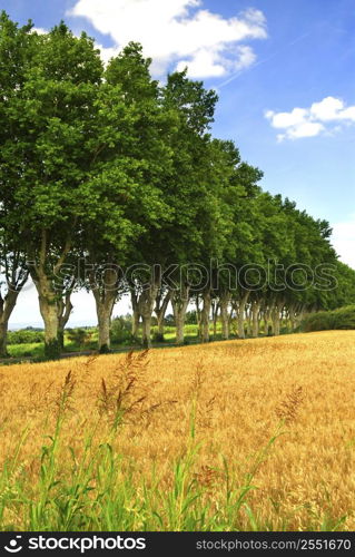 Landscape with a country road lined with sycamore trees in southern France