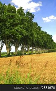 Landscape with a country road lined with sycamore trees in southern France