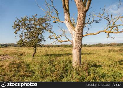 Landscape with a dead tree.