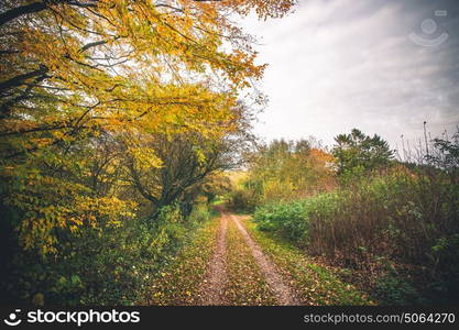 Landscape with a forest trail in the fall surrounded by colorful trees in autumn colors and leaves covering the path