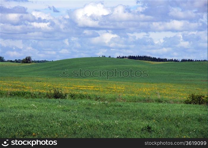 Landscape with a green meadow and the cloudy sky