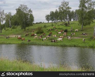 Landscape with a herd of cows in the on coast of the lake cinemagraph. Landscape with a herd of cows in the on coast of the lake cinemagraph.