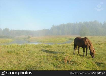 Landscape with a horse at a sunrise, in morning a mist.