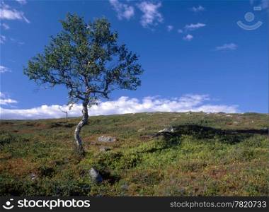 Landscape with a lonely tree and blue sky