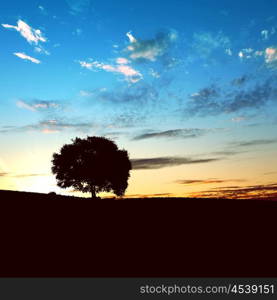 landscape with a lonely tree and horizon