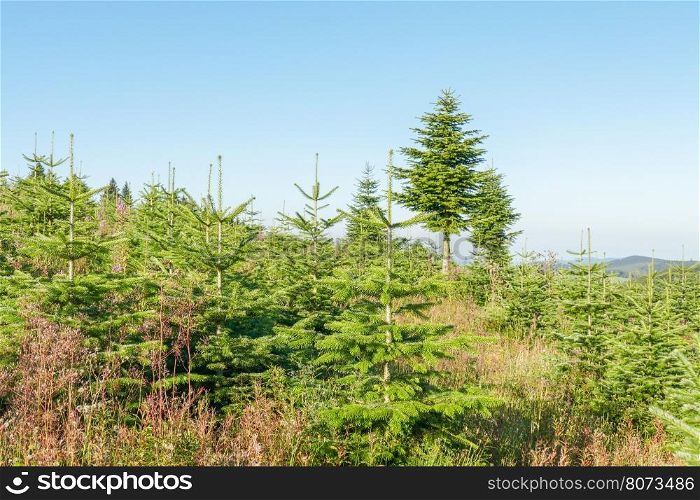Landscape with a pine plantation in a nursery.
