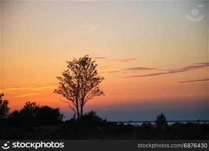 Landscape with a single tree by a colorful sunset