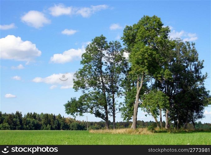 Landscape with a tree and the sky