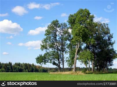 Landscape with a tree and the sky