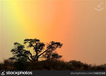 Landscape with a tree silhouetted against a colorful rainbow sky, Kalahari desert, South Africa