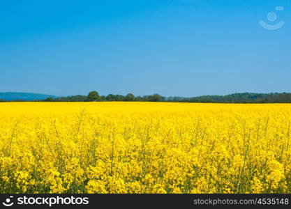 Landscape with a yellow rapeseed field in the summer