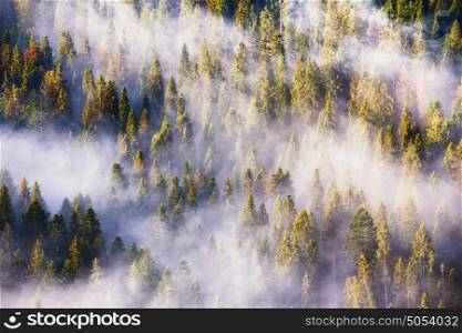 Landscape with beautiful fog in coniferous forest on hill. Sunrise, Fog and sun rays on the pine and fir forest hill.