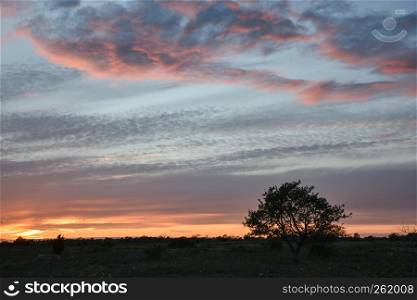 Landscape with beautiful skies and a lone tree silhouette by sunset