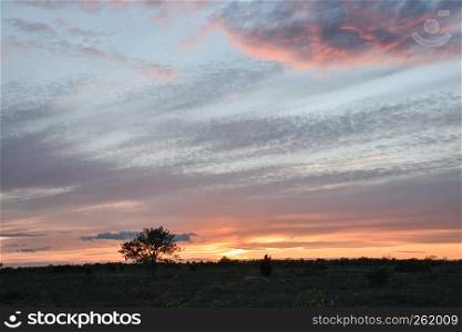Landscape with beautiful skies and a lone tree silhouette by sunset