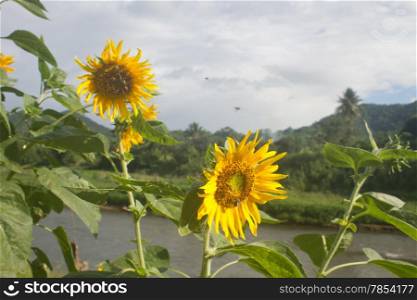 Landscape with beautiful sunflower in field and blue sky