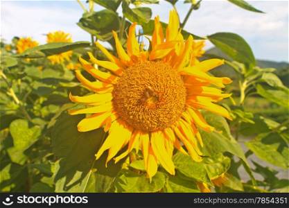 Landscape with beautiful sunflower in field and blue sky