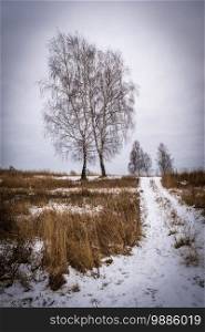 Landscape with birch trees without leaves and a road covered with snow on a cloudy autumn day.