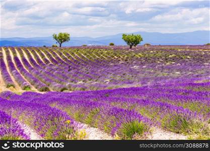 Landscape with blooming lavender fields and mountains in the distance. Flowering season. Attraction trip for french vacation.. Provence landscape with lavender fields, France
