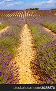 Landscape with blooming lavender fields and mountains in the distance, France. Flowering season. Attraction trip for french vacation.. Provence landscape with lavender fields, France
