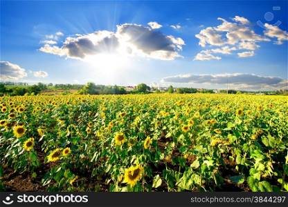 Landscape with blossoming sunflowers under sunny sky