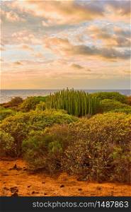 Landscape with bushes and cactus next to Atlantic Ocean in the south of Tenerife at sunset, Canary Islands