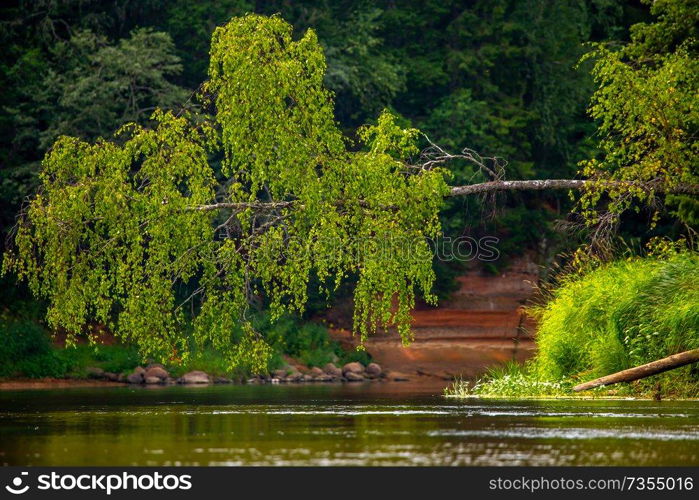 Landscape with cliff near the river Gauja and forest in the background. Broken birch tree over the river. The Gauja is the longest river in Latvia, which is located only in the territory of Latvia. 