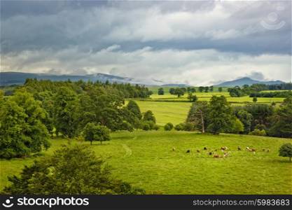 landscape with cows close to Doune castle, Scotland