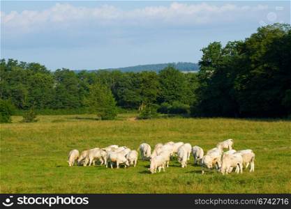 Landscape with Cows in Burgundy, France