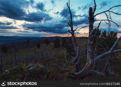 Landscape with dead forest on the mountain pass, height over 2000 meters, in the mountains in Altay. Landscape with dead forest