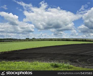 Landscape with Field And Beautiful Sky
