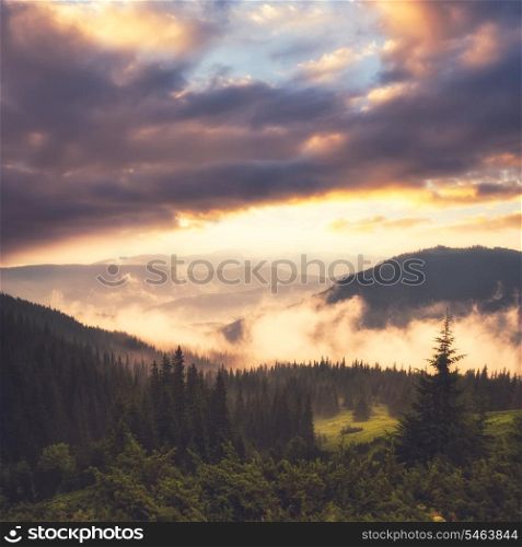 Landscape with fog in mountains and rows of trees in morning
