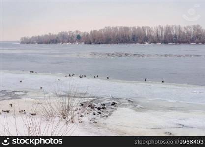 Landscape with frozen water, ice and snow on the Dnieper river in Kiev, Ukraine, during winter, Ducks rest on the ice