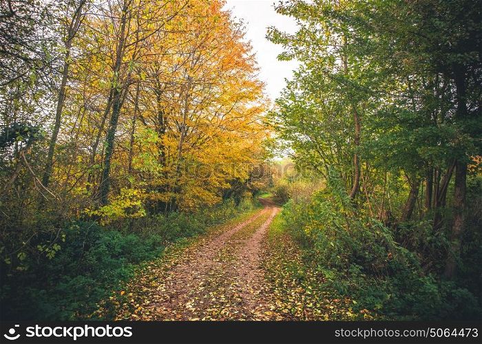 Landscape with golden trees in the fall with autumn leaves covering a curvy trail in the forest