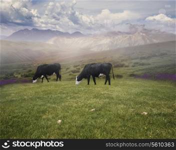 Landscape With Grazing Cows In The Early Morning