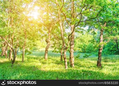 Landscape with green forest and beautiful nature