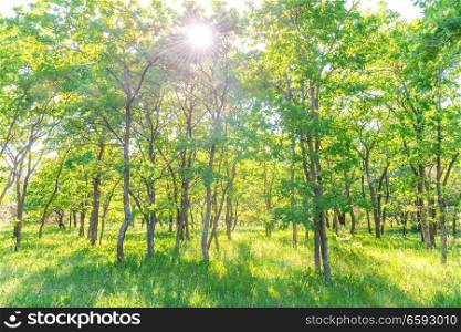 Landscape with green forest and beautiful nature