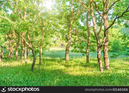 Landscape with green forest and beautiful nature. Green forest and beautiful nature