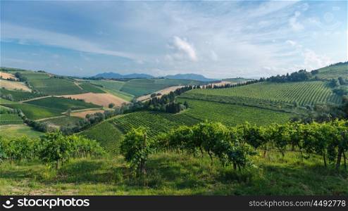 Landscape with green vineyards in Tuscany