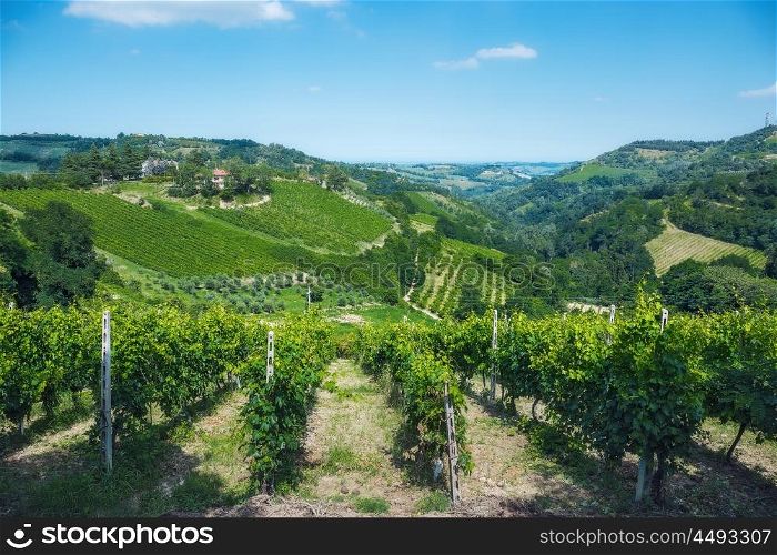 Landscape with green vineyards in Tuscany
