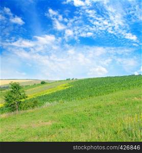 Landscape with hilly field and blue sky. Agricultural landscape.