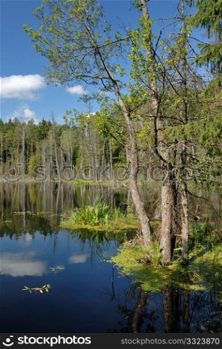 Landscape with lake and trees, the blue sky with clouds.