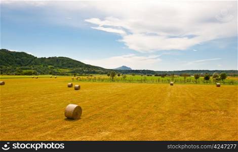 Landscape with Many Hay Bales and Vineyard