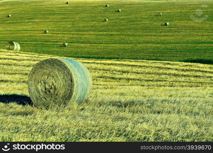 Landscape with Many Hay Bales in Italy, Vintage Style Toned Picture