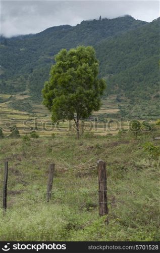 Landscape with mountains in the background, Punakha District, Bhutan