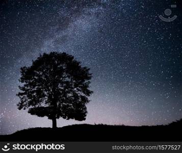 Landscape with night starry sky and silhouette of tree on the hill. Milky way with lonely tree, falling stars. Universe. Landscape with night starry sky and silhouette of tree on the hill. Milky way with lonely tree, falling stars.