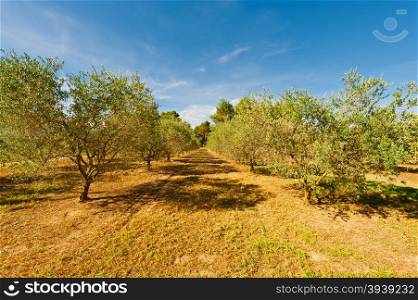 Landscape with Olive Groves in France