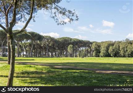 Landscape with pine trees at the Villa Doria Pamphili in Rome at the Villa Doria Pamphili in Rome