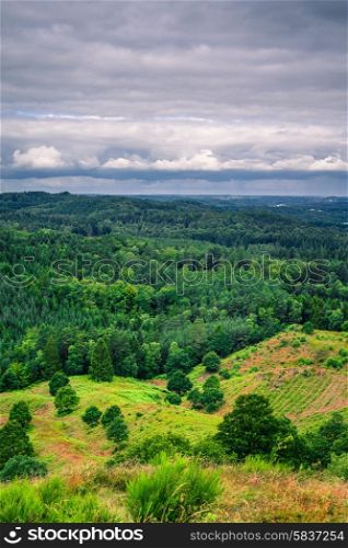 Landscape with pine trees in cloudy weatherr in danish nature